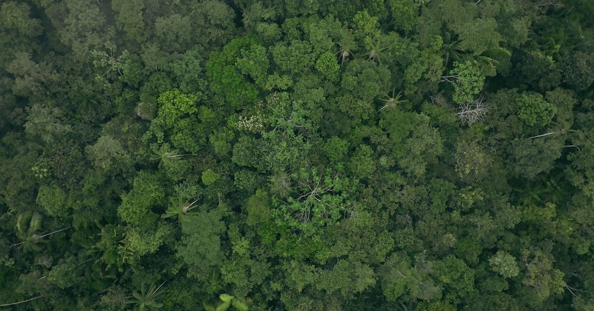 Eat More Trees — Theater de Omval, Diemen